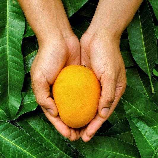 ORGANIC ALPHONSO MANGO BOX